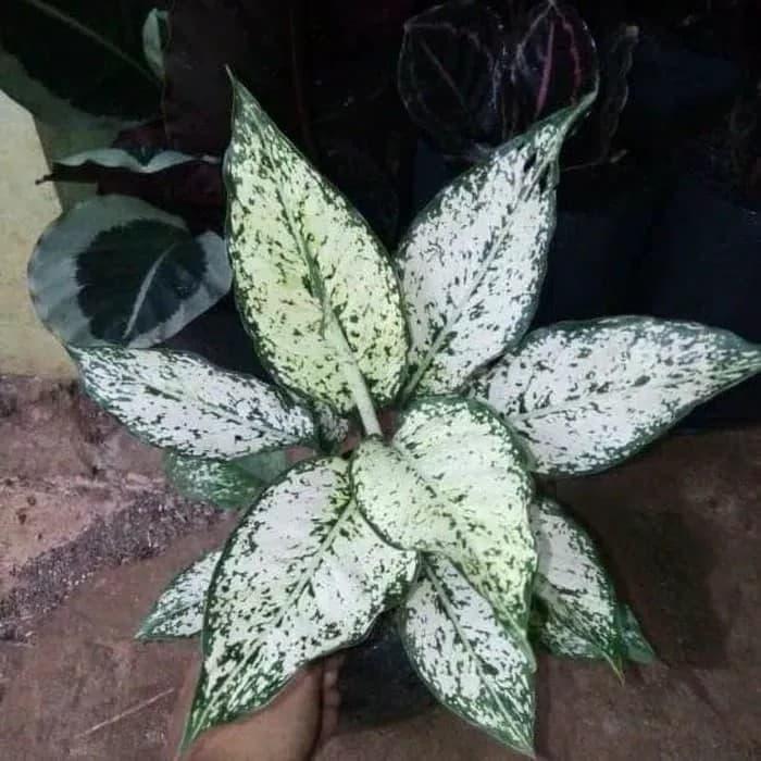 Gambar Tanaman Hias Agloenema Snow White dari WT-GRASS Kota Depok Tokopedia