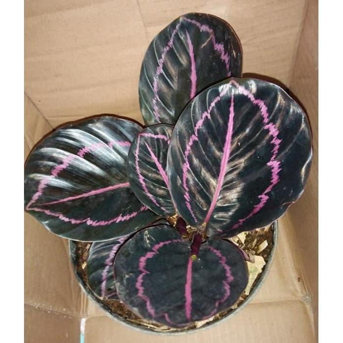Gambar Tanaman Hias Calathea Black Lipstik dari WT-GRASS Kota Depok Tokopedia