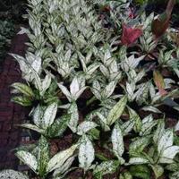 Gambar Tanaman Hias Agloenema Snow White dari WT-GRASS Kota Depok 3 Tokopedia