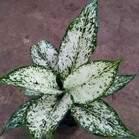 Gambar Tanaman Hias Agloenema Snow White dari WT-GRASS Kota Depok 2 Tokopedia