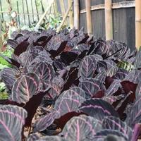 Gambar Tanaman Hias Calathea Black Lipstik dari WT-GRASS Kota Depok 2 Tokopedia