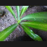 Gambar bibit tanaman Amarilis white flower plants dari bibitslamet Kab. Kebumen 2 Tokopedia