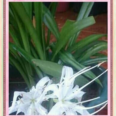 Gambar bibit tanaman Amarilis white flower plants dari bibitslamet Kab. Kebumen Tokopedia