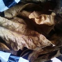 Gambar DAUN KETAPANG KERING // OBAT HERBAL // DAUN KETAPANG dari bibit & herbal purworejo Kab. Purworejo 2 Tokopedia