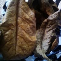 Gambar DAUN KETAPANG KERING // OBAT HERBAL // DAUN KETAPANG dari bibit & herbal purworejo Kab. Purworejo 1 Tokopedia