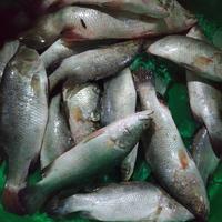 Gambar Jual Ikan Kakap Putih segar per kg dari Pelelangan Ikan Shop Kota Administrasi Jakarta Utara 2 Tokopedia