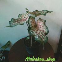 Gambar Keladi Wayang / Caladium gingerland dari maleaka shop Kota Tangerang 1 Tokopedia