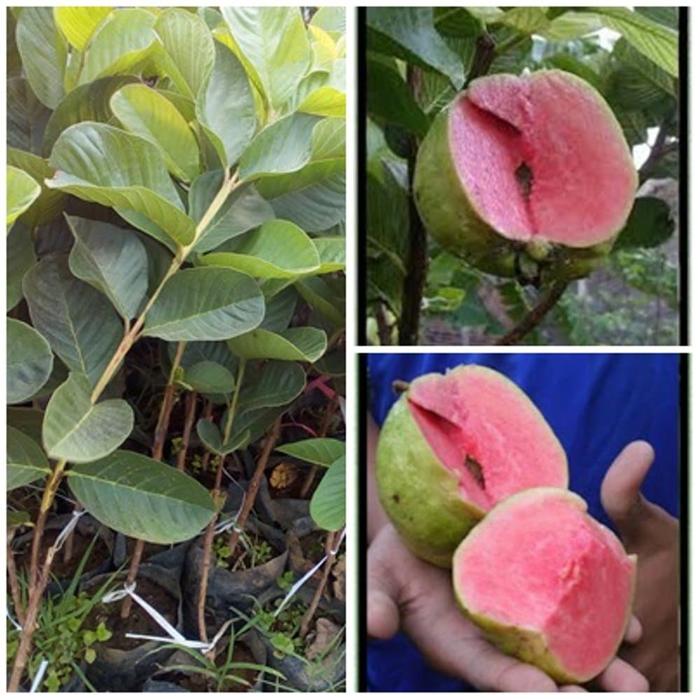 Gambar Jambu Sukun Merah Seedless dari Sumbernya Bibit Murah Kab. Nganjuk Tokopedia