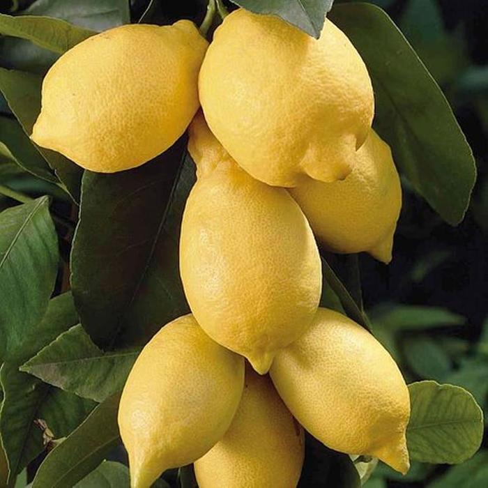 Gambar Bibit Lemon Jumbo Eureka - Lemon Tanpa Biji dari Sumbernya Bibit Murah Kab. Nganjuk Tokopedia