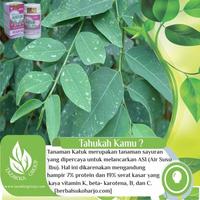 Gambar Herbal Kapsul Daun Katuk Tazakka @60 Herbal Pelancar ASI ASI Booster dari Samsmedia Bekasi Kota Bandung 5 Tokopedia