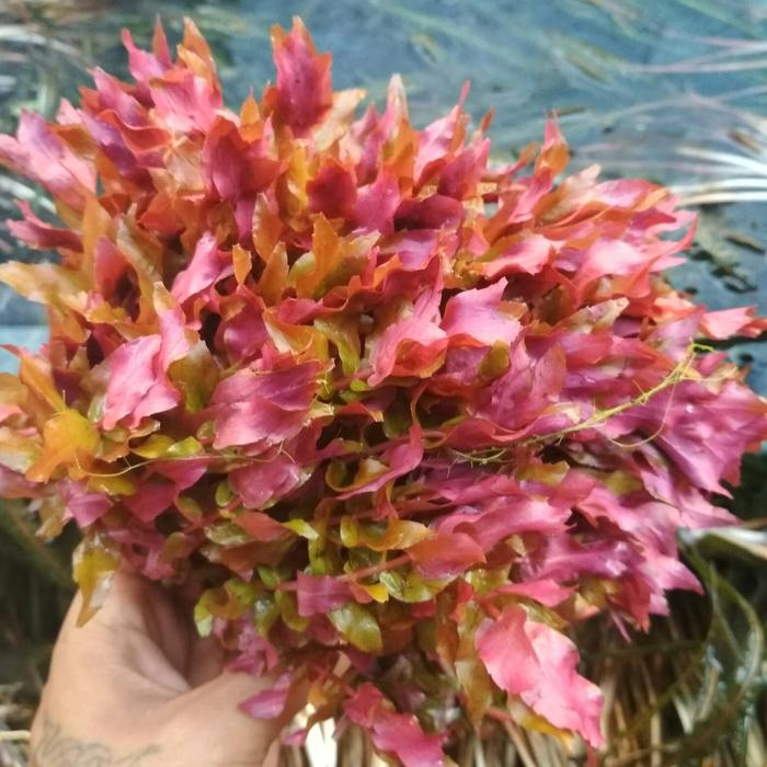 Gambar rotala makrandra taneman aquascape dari grosir taneman aquascape Kab. Bogor Tokopedia