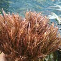 Gambar rotala walici taneman aquascape dari grosir taneman aquascape Kab. Bogor 1 Tokopedia