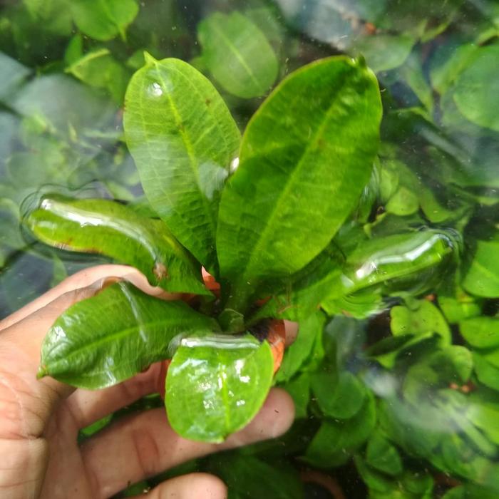 Gambar blak amajon taneman aquascape dari grosir taneman aquascape Kab. Bogor Tokopedia