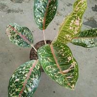 Gambar tanaman hias aglonema aglaonem donacarmen Daun dari Gita Rosalia Store95 Kab. Bogor 2 Tokopedia