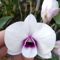 Gambar Anggrek Dendrobium Titanic Love dari Rick orchid Kota Administrasi Jakarta Selatan 1 Tokopedia