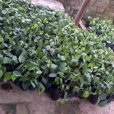 Gambar BIBIT MERICA PERDU PAKET 50 BATANG // MERICA PERDU // LADA PERDU dari bibit & herbal purworejo Kab. Purworejo Tokopedia
