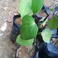 Gambar BIBIT MERICA PERDU PAKET 50 BATANG // MERICA PERDU // LADA PERDU dari bibit & herbal purworejo Kab. Purworejo 3 Tokopedia
