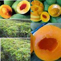 Gambar Bibit Mangga Alpukat dari Sumbernya Bibit Murah Kab. Nganjuk 1 Tokopedia