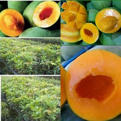 Gambar Bibit Mangga Alpukat dari Sumbernya Bibit Murah Kab. Nganjuk Tokopedia