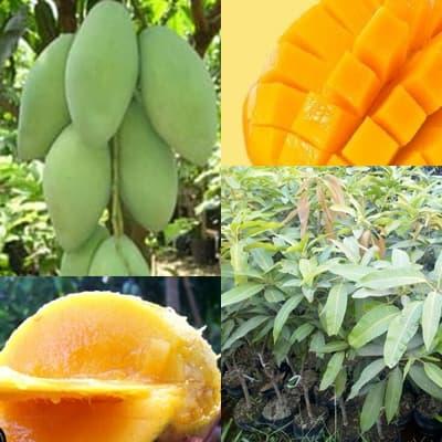 Gambar Bibit Mangga Okyong Thailand - Super Genjah dari Sumbernya Bibit Murah Kab. Nganjuk Tokopedia