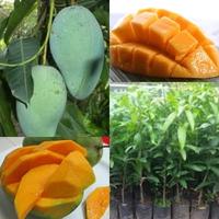 Gambar Bibit Mangga Gadung dari Sumbernya Bibit Murah Kab. Nganjuk 1 Tokopedia