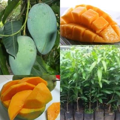 Gambar Bibit Mangga Gadung dari Sumbernya Bibit Murah Kab. Nganjuk Tokopedia