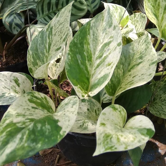 Gambar tanaman gantung sirih gading varigata putih - pohon hias Srigading putih - tanaman hidup asli - pohon gantung dari Bibit Tanaman store Kota Depok Tokopedia