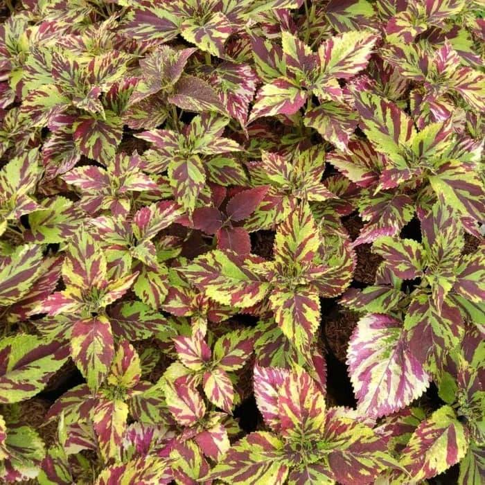 Gambar tanaman hias miana api - miyana api - miyana batik - miana batik dari Probit store Kab. Bogor Tokopedia