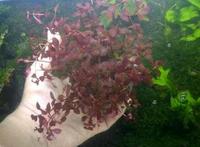 Gambar tanaman aquascape ludwigia sp red dari reseller depok Kota Depok 1 Tokopedia