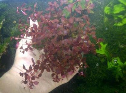 Gambar tanaman aquascape ludwigia sp red dari reseller depok Kota Depok Tokopedia