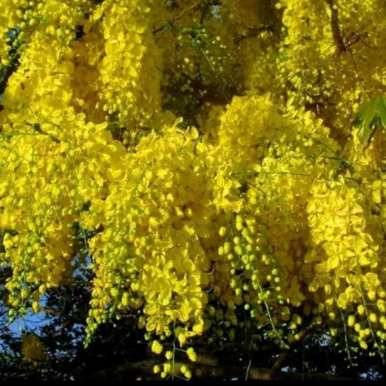 Gambar tanaman hias hujan emas - tanaman hias golden shower - ujan mas dari Bibit Tanaman store Kab. Bogor Tokopedia