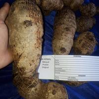 Gambar jual umbi tasal super talas pulen segar dari Linherbal Kab. Bandung Barat 2 Tokopedia