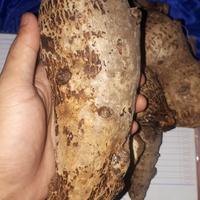 Gambar jual umbi tasal super talas pulen segar dari Linherbal Kab. Bandung Barat 1 Tokopedia