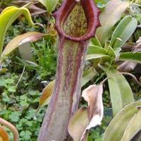 Gambar biji nephentes kantung semar boschiana x (rokko exotica x northiana) dari kekokcraft workshop Kab. Bantul 2 Tokopedia