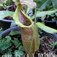 Gambar biji nephentes kantung semar boschiana x (rokko exotica x northiana) dari kekokcraft workshop Kab. Bantul 1 Tokopedia