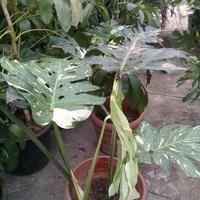 Gambar pohon monstera farigata dari ashillaflora Kota Depok 1 Tokopedia