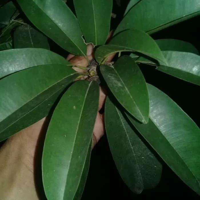 Gambar Daun Sawo herbal - obat herbal untuk batuk dan flu dari BudiYeoMart Kota Administrasi Jakarta Barat Tokopedia