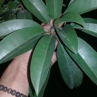 Gambar Daun Sawo herbal - obat herbal untuk batuk dan flu dari BudiYeoMart Kota Administrasi Jakarta Barat 2 Tokopedia