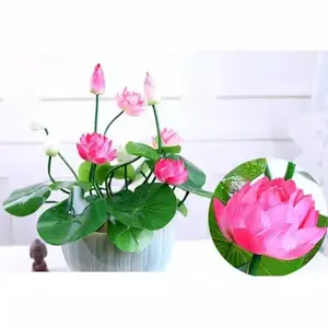 Lotus seed benih bunga teratai biji teratai tanaman air aquascape