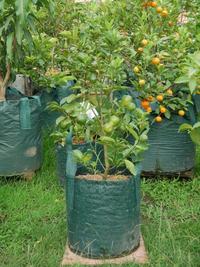 Gambar Planter Bag 30 Liter dari Suryaguna Store Kab. Tulungagung 1 Tokopedia