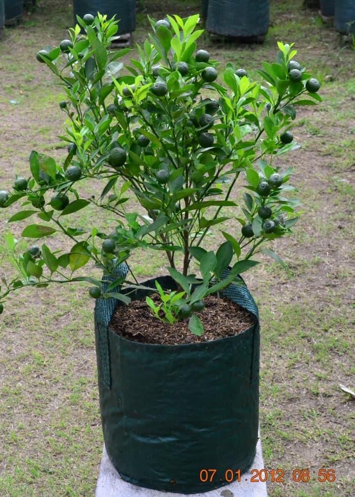 Gambar Planter Bag 25 Liter dari Suryaguna Store Kab. Tulungagung Tokopedia