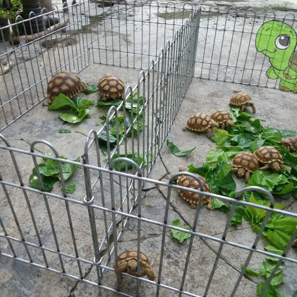 pagar kura/tortoise untuk baby up 4cm pxlxt 70x70x20cm plus sekat.