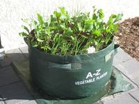Gambar EASY GROW Vegetable Planter Large dari Easy Grow Kab. Gunungkidul 2 Tokopedia