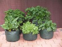 Gambar EASY GROW Vegetable Planter Small dari Easy Grow_NEW Kab. Gunungkidul 2 Tokopedia