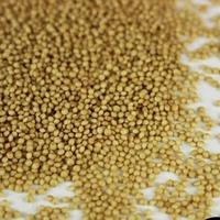 Gambar Microgreens - Red Garneth Amaranth - 5Gr (6500 biji) - Repack dari Shammah Bags Kab. Garut 4 Tokopedia