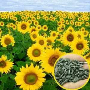 bibit bunga matahari sunflower mammoth grey seeds besar biji benih