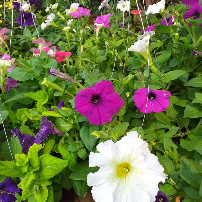 Gambar tanaman hias gantung petonia dari podo joyo group Kota Administrasi Jakarta Timur Tokopedia