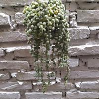 Gambar Jual Bunga Thailand, Bunga Dischidia Nummularia Variegata Bunga Taman dari Belibungayuk Kab. Mandailing Natal 2 Tokopedia