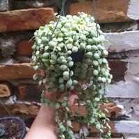 Gambar Jual Bunga Thailand, Bunga Dischidia Nummularia Variegata Bunga Taman dari Belibungayuk Kab. Mandailing Natal 1 Tokopedia