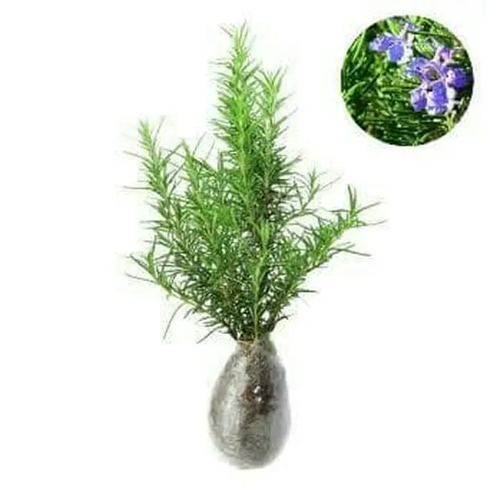 Tanaman Rosemary pengusir nyamuk - Bunga Rosemari